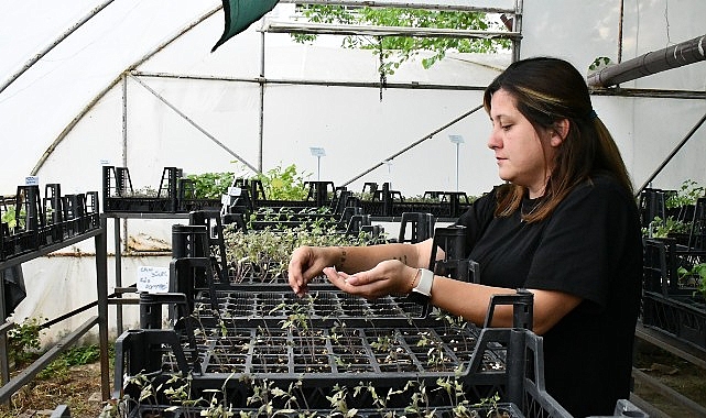 Lüleburgaz Belediyesi’nden Atalık Tohumlarla Üretim!