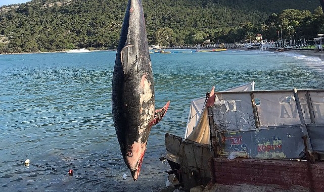 Kemer Ayışığı Koyu’nda Ölü Yunus Bulundu!